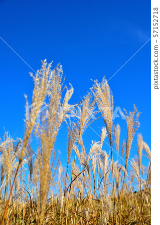 箱根仙石原Susuki草甸在深秋 箱根仙石原Susuki草甸在深秋 57152718