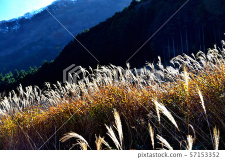 Hakone Sengokuhara Susuki meadow in late autumn 57153352