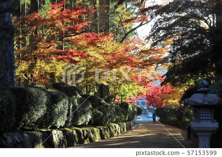 高野山的秋葉 高野山的秋葉 57153599