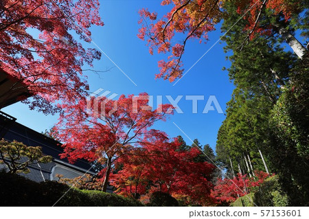 高野山的秋葉 高野山的秋葉 57153601