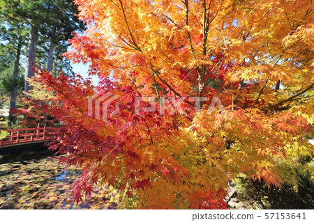 Autumn leaves of Mt. Koya Autumn leaves of Mt. Koya 57153641