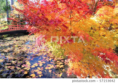 Autumn leaves of Mt. Koya Autumn leaves of Mt. Koya 57153642