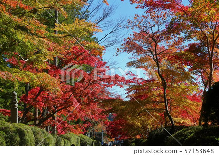 Autumn leaves of Mt. Koya Autumn leaves of Mt. Koya 57153648