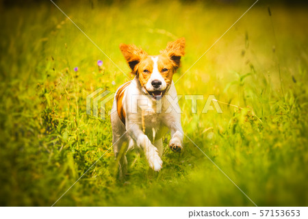 Breton spaniel female puppy running towards camera Breton spaniel female puppy running towards camera 57153653
