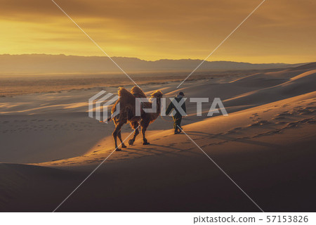 Camel going through the sand dunes on sunrise. 57153826