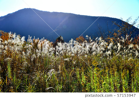 Hakone Sengokuhara Susuki meadow in late autumn 57153947
