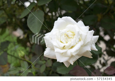 Roses John Paul II Roses John Paul II 57154345