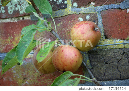 Apples ready to pick from a tree Apples ready to pick from a tree 57154524