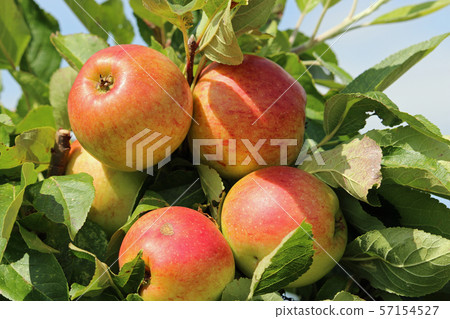 Apples ready to pick from a tree Apples ready to pick from a tree 57154527