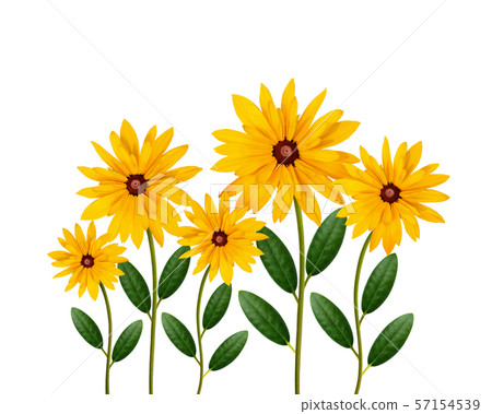 Yellow daisy flowers Yellow daisy flowers 57154539