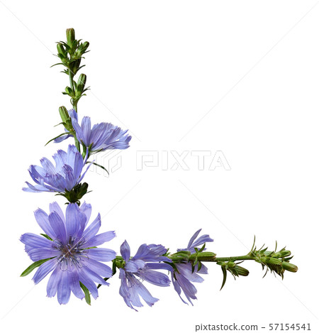 Chicory flowers in a corner arrangement Chicory flowers in a corner arrangement 57154541