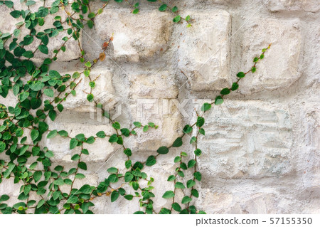 Stone wall covered with the green ivy (Hedera). 57155350