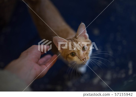 查尋的小貓 57155942