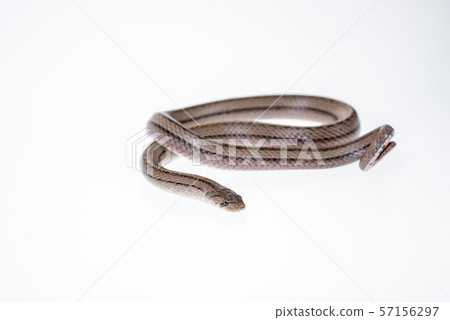 Striped kukri Snake on white background, 57156297