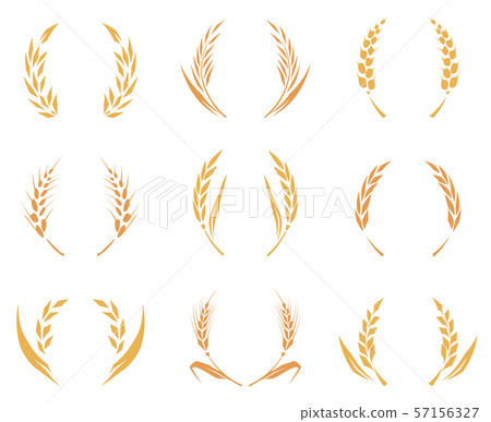 Wheat or barley ears. Harvest wheat grain, growth rice stalk and whole bread grains or field cereal Wheat or barley ears. Harvest wheat grain, growth rice stalk and whole bread grains or field cereal 57156327