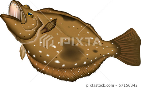 Flatfish illustration Flatfish illustration 57156342
