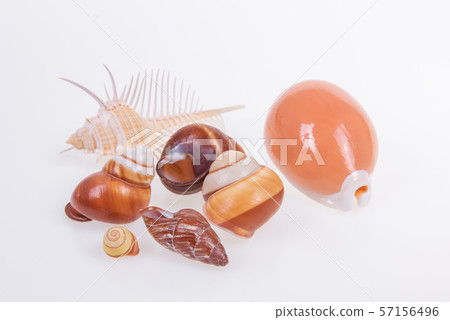 set of various mollusk shells on white background. set of various mollusk shells on white background. 57156496