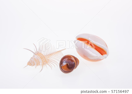 set of various mollusk shells on white background. set of various mollusk shells on white background. 57156497