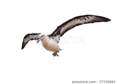 albatross bird isolated on white background. with clipping path 57156984