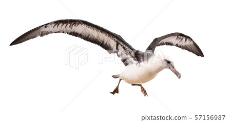 albatross bird isolated on white background. with clipping path 57156987