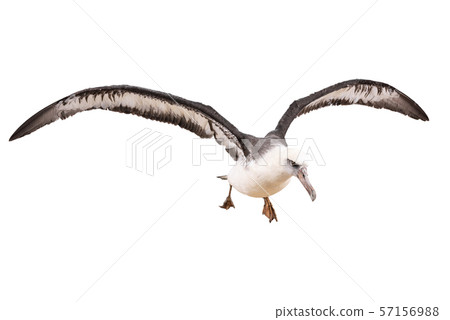 albatross bird isolated on white background. with clipping path 57156988