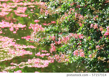 Myeongok花園,花園 Myeongok花園,花園 57157314