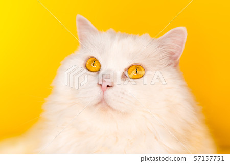 Portrait of fluffy cat on yellow background. Fashion, style, cool animal concept 57157751