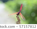 Dragonfly  57157812