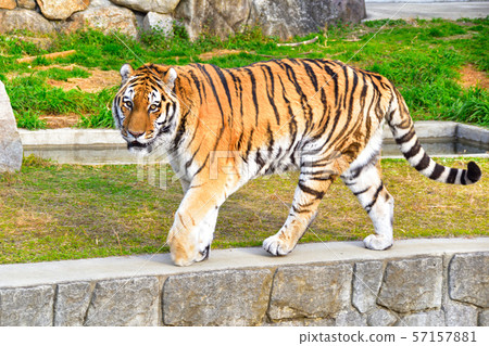 一隻老虎 57157881