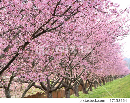 河津櫻花 57158364