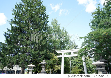Torii Torii 57158403