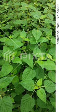 草園綠 草園綠 57158882