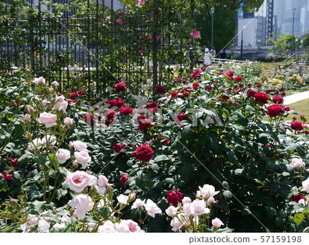 中之島公園玫瑰園（中之島玫瑰園） 57159198