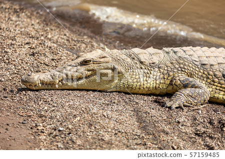 big nile crocodile, Awash Falls Ethiopia 57159485