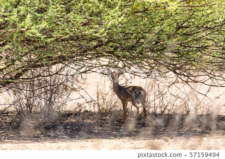 Dik-Dik antelope, Awash Ethiopia 57159494