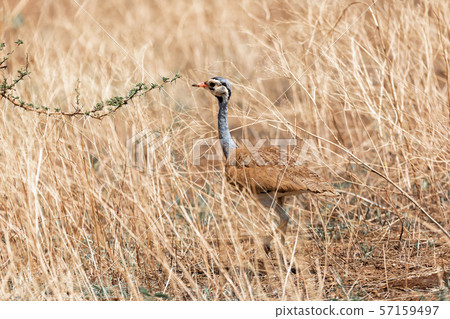 african bird white-bellied bustard, Ethiopia 57159497