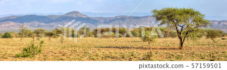savanna in the Awash National Park, Ethiopia 57159501