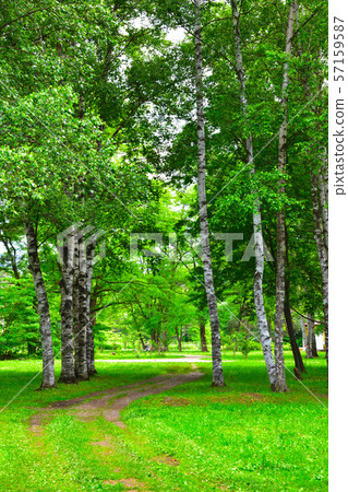Birch forest park 57159587