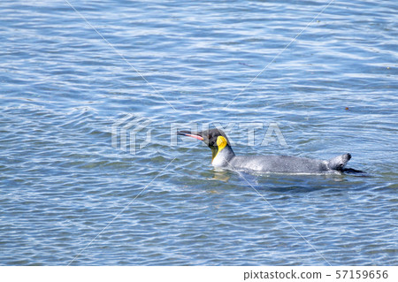 King penguin on Martillo island beach, Ushuaia 57159656