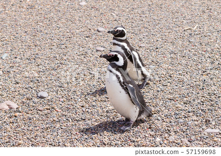 Magellanic penguins. Punta Tombo penguin colony, Magellanic penguins. Punta Tombo penguin colony, 57159698