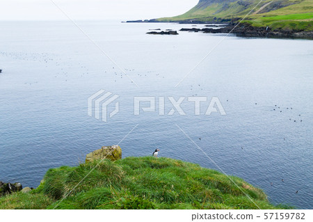 Atlantic puffin from Borgarfjordur fjord, east Atlantic puffin from Borgarfjordur fjord, east 57159782
