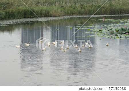 Goose, lotus flower, Ansan city, Gyeonggi-do Goose, lotus flower, Ansan city, Gyeonggi-do 57159988