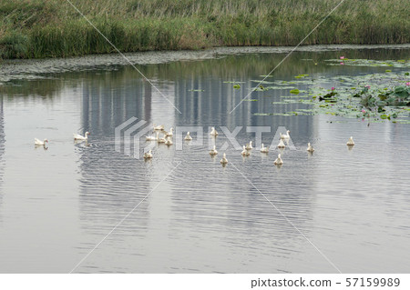 Goose, lotus flower, Ansan city, Gyeonggi-do 57159989