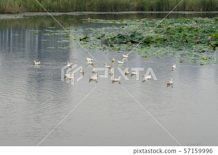Goose, lotus flower, Ansan city, Gyeonggi-do Goose, lotus flower, Ansan city, Gyeonggi-do 57159996