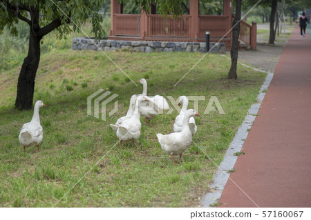 Goose, Ansan City, Gyeonggi-do Goose, Ansan City, Gyeonggi-do 57160067