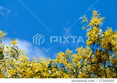 Wattle or Acacia auriculiformis little bouquet 57160080