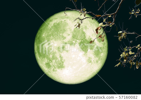 super full harvest moon on night sky back branch super full harvest moon on night sky back branch 57160082