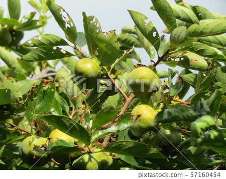 還有更多的藍色紅薯水果 還有更多的藍色紅薯水果 57160454