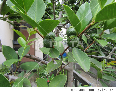 更多藍色熱帶水果himeguava果子 57160457