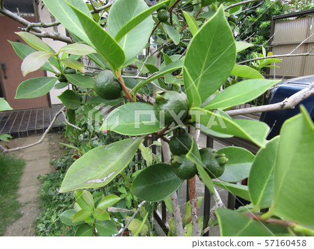 Still more blue tropical fruit himeguava fruit 57160458